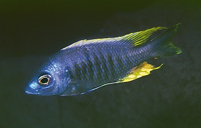 Copadichromis sp. 'likomae masinje' Gome